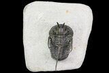 Bargain, Devil Horned Cyphaspis Trilobite #74151-7